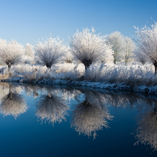 Winter Trees - Obrázkek zdarma pro iPad 2