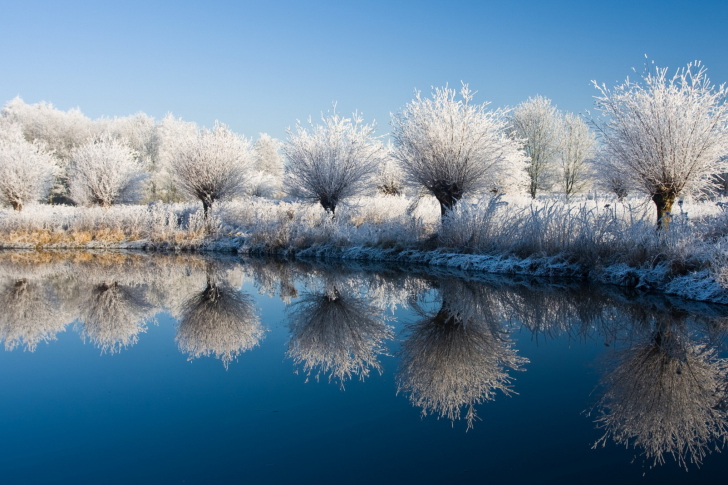 Screenshot №1 pro téma Winter Trees