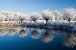 Winter Trees - Obrázkek zdarma pro Samsung Galaxy A