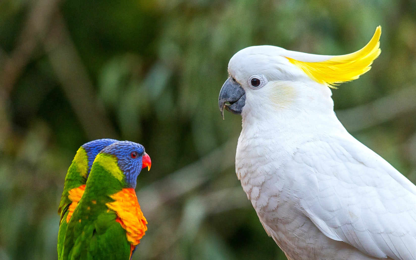 Fondo de pantalla Cockatoos 1680x1050