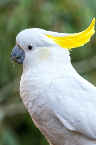 Das Cockatoos Wallpaper 320x480