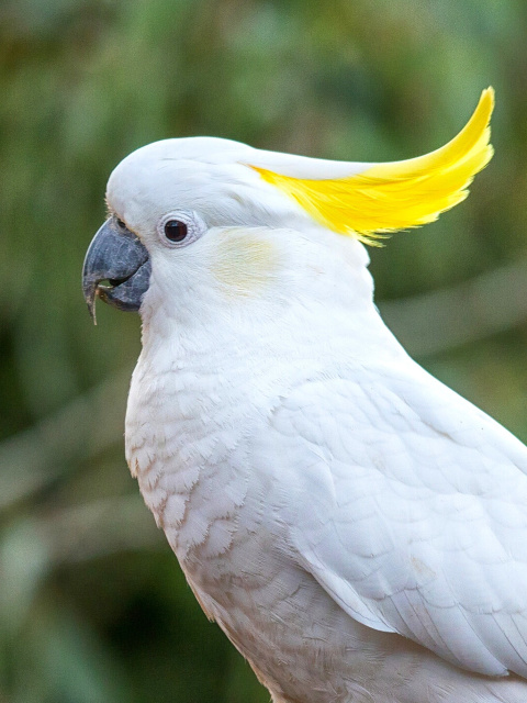 Cockatoos wallpaper 480x640