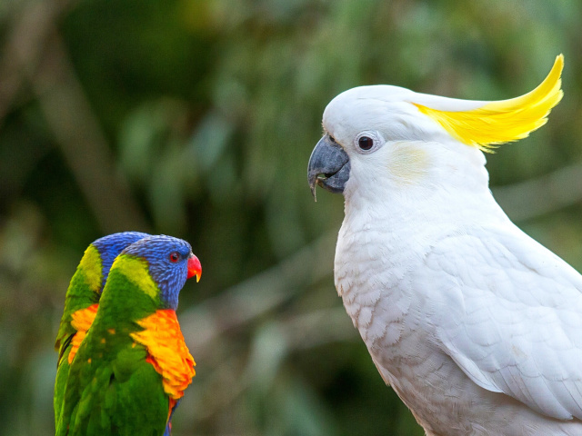 Fondo de pantalla Cockatoos 640x480