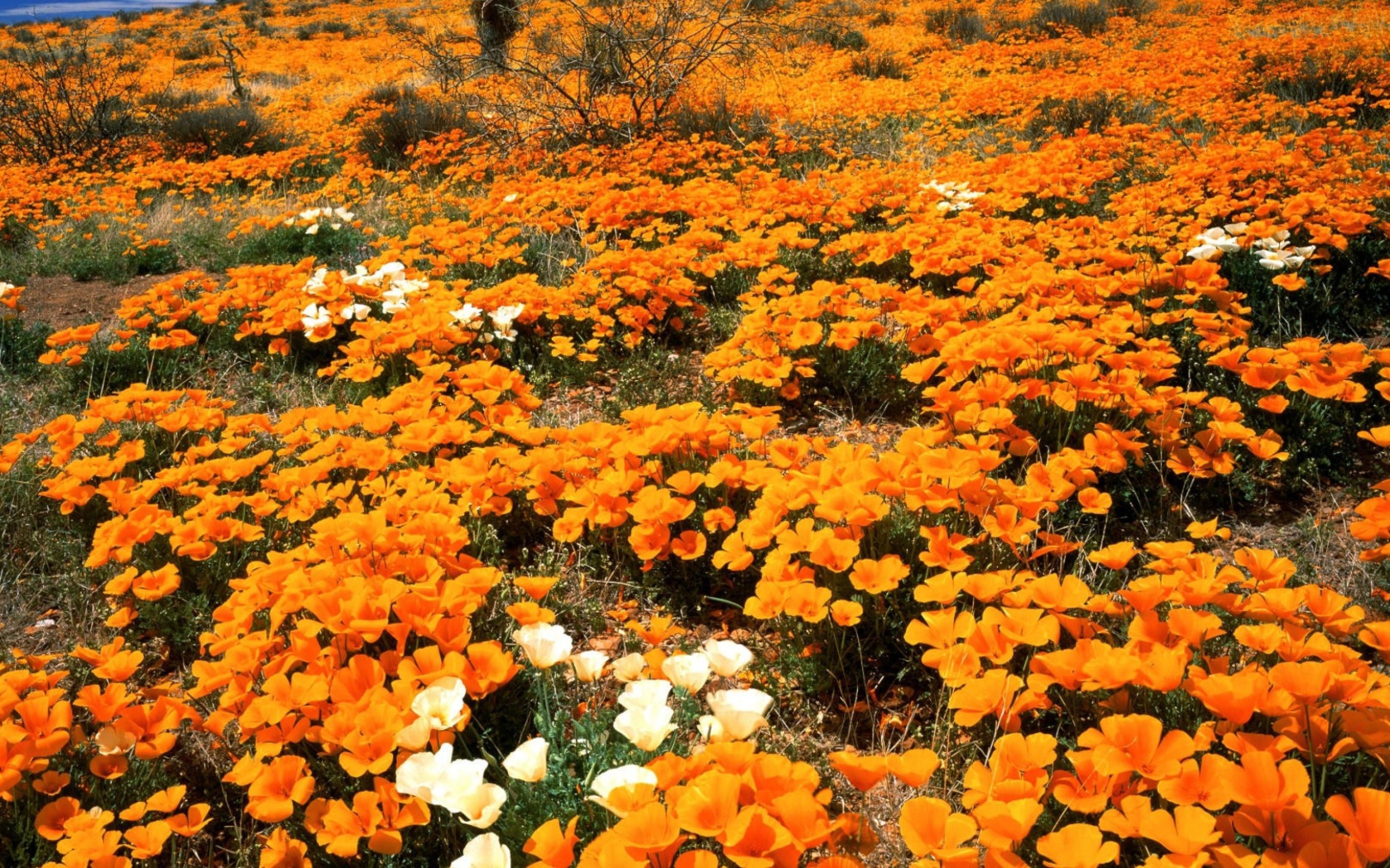 Field Of Orange Flowers screenshot #1 1680x1050