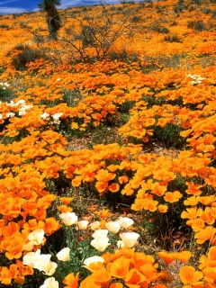 Sfondi Field Of Orange Flowers 240x320