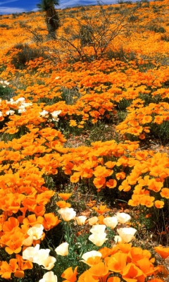 Fondo de pantalla Field Of Orange Flowers 240x400
