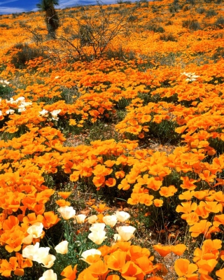 Field Of Orange Flowers papel de parede para celular para Nokia C6