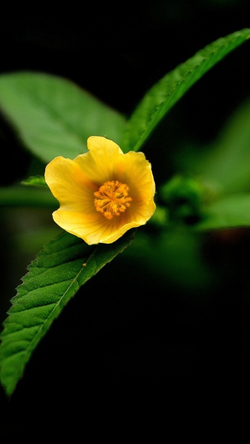 Screenshot №1 pro téma Little Yellow Flower 360x640