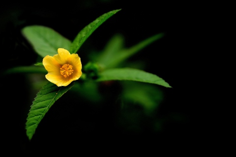 Screenshot №1 pro téma Little Yellow Flower 480x320