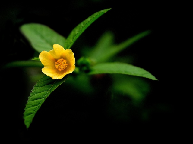 Sfondi Little Yellow Flower 640x480
