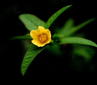 Little Yellow Flower sfondi gratuiti per iPad Air