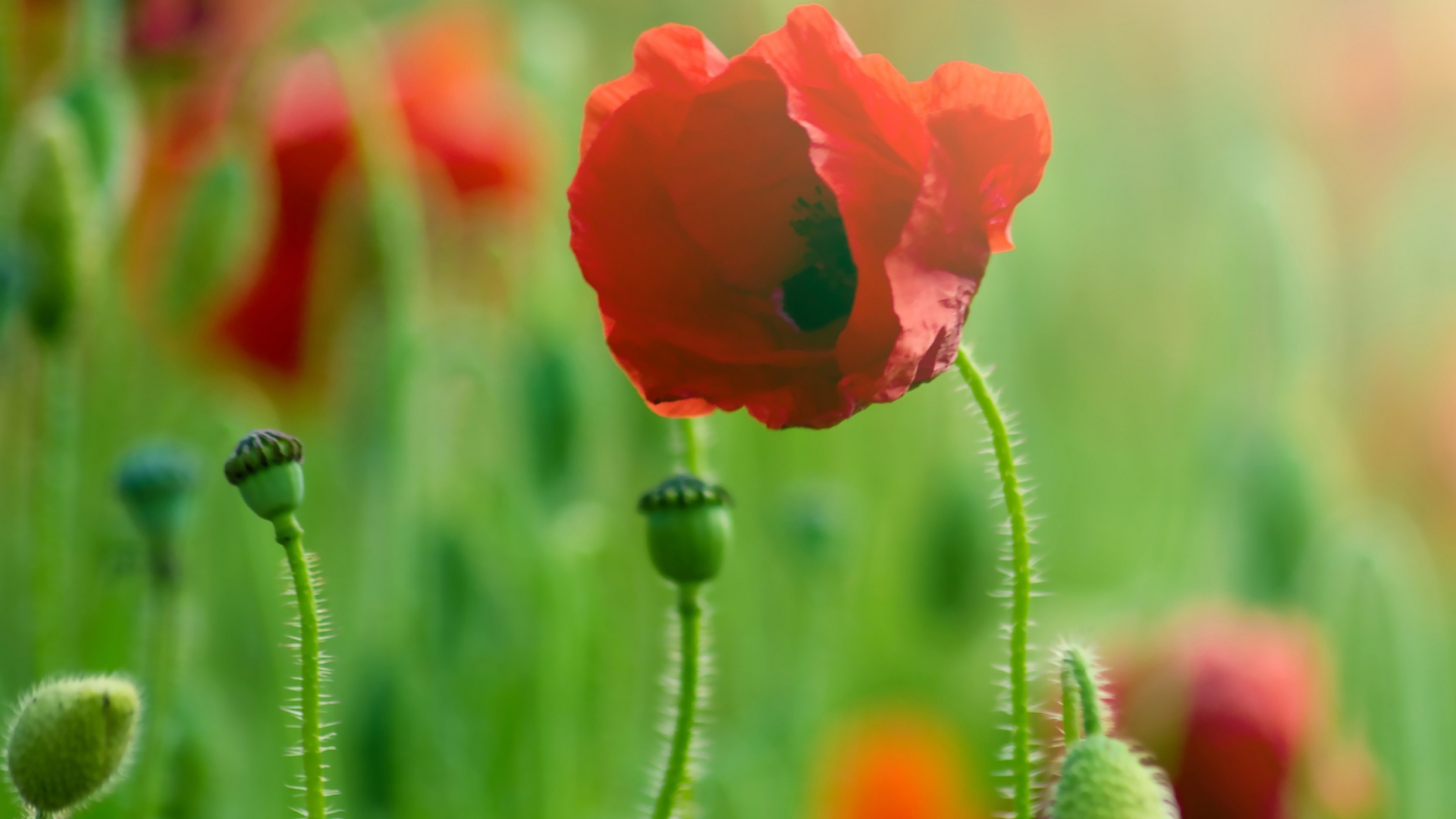 Screenshot №1 pro téma Red Poppy Macro 1920x1080