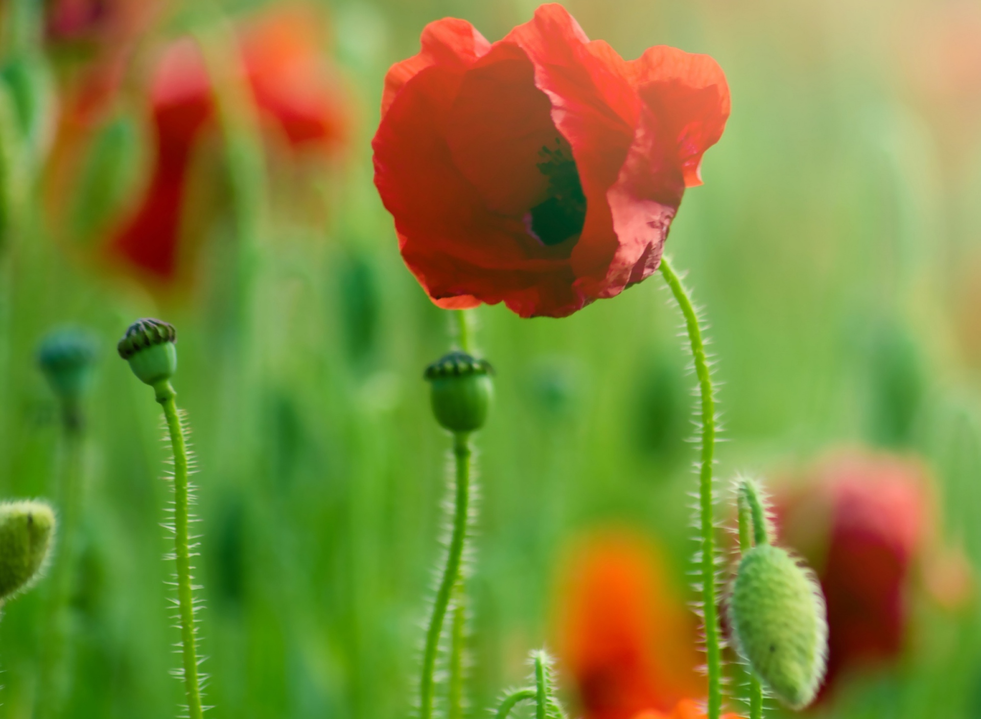 Red Poppy Macro wallpaper 1920x1408