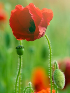 Обои Red Poppy Macro 240x320