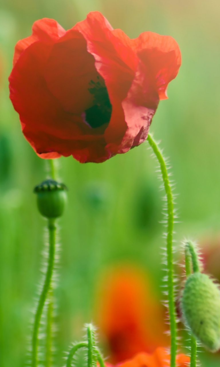 Обои Red Poppy Macro 768x1280