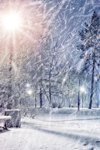 Das Winter Evening in Park Wallpaper 320x480