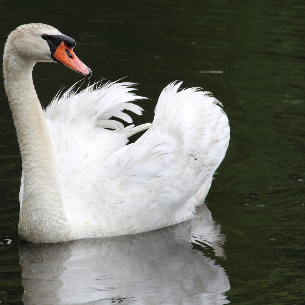 Обои White Swan 1024x1024