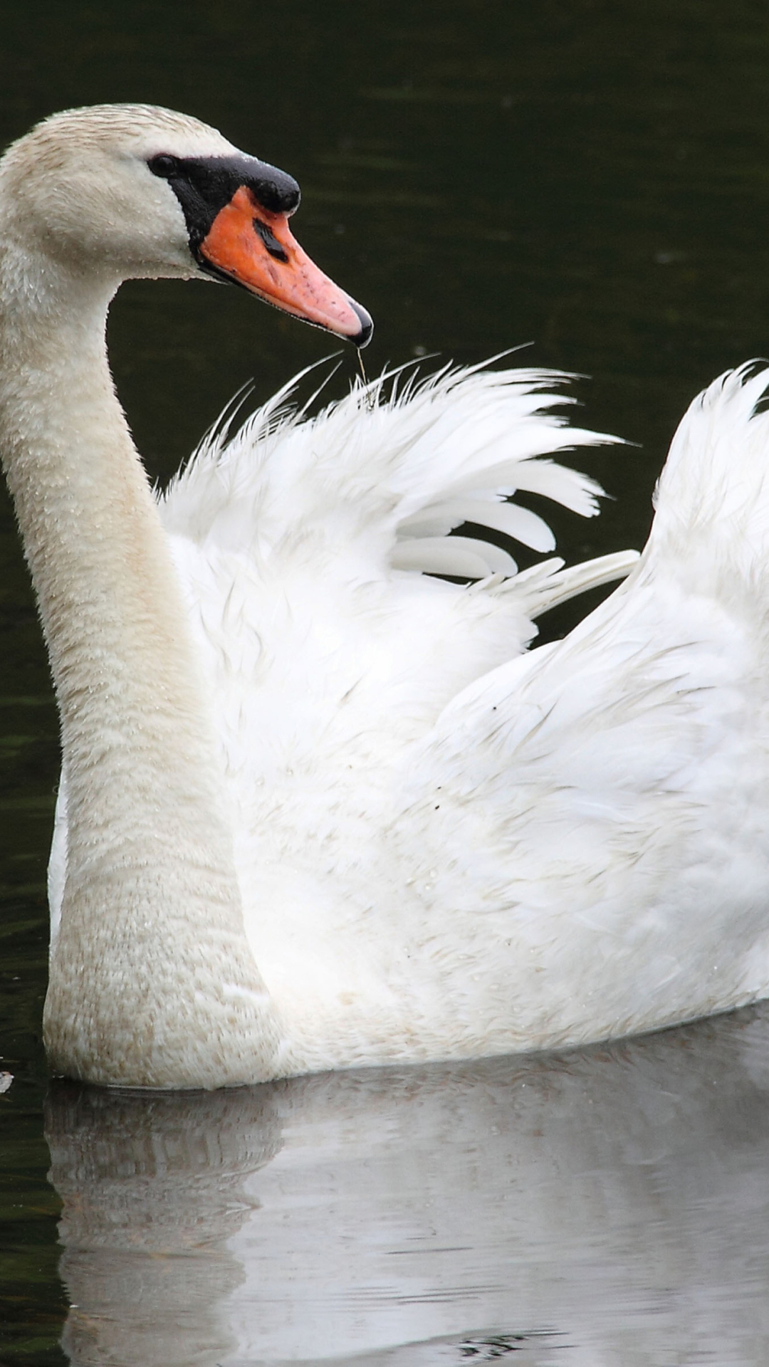 Обои White Swan 1080x1920