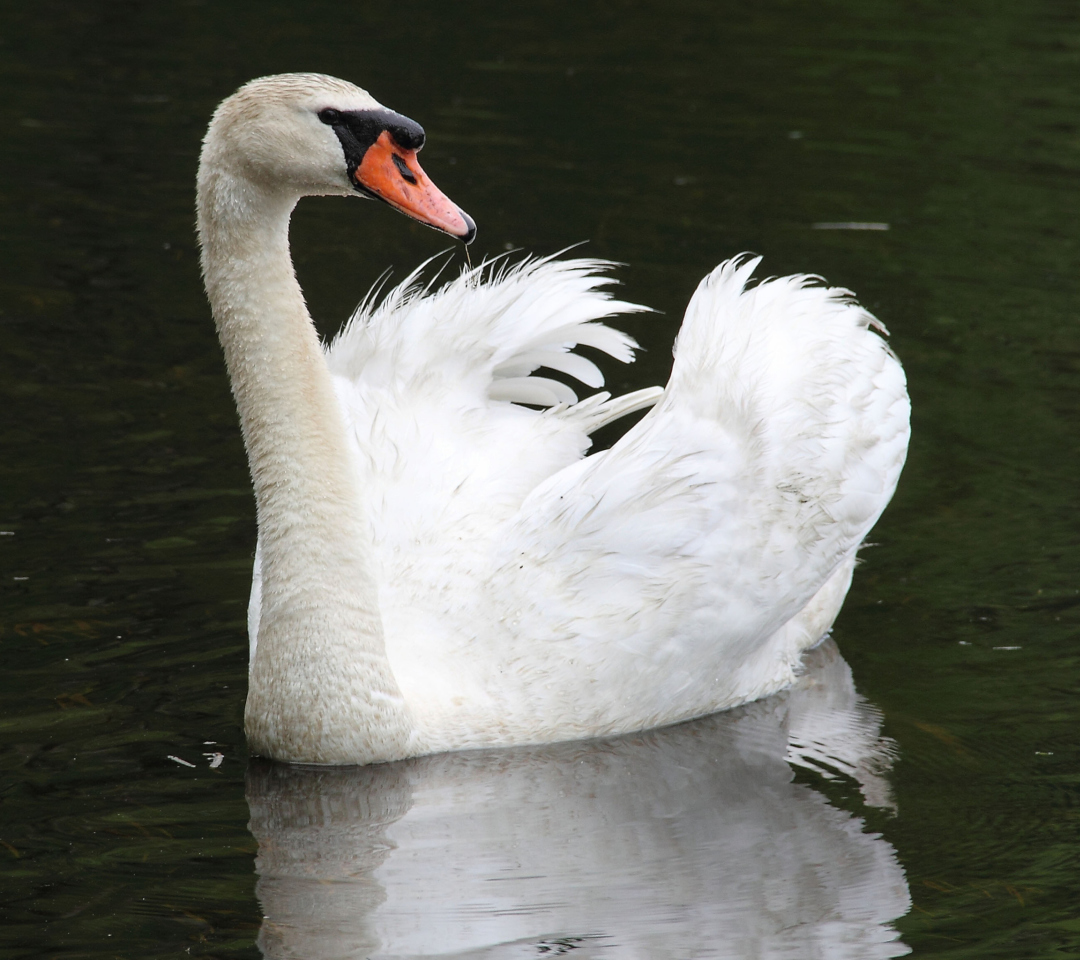 Fondo de pantalla White Swan 1080x960
