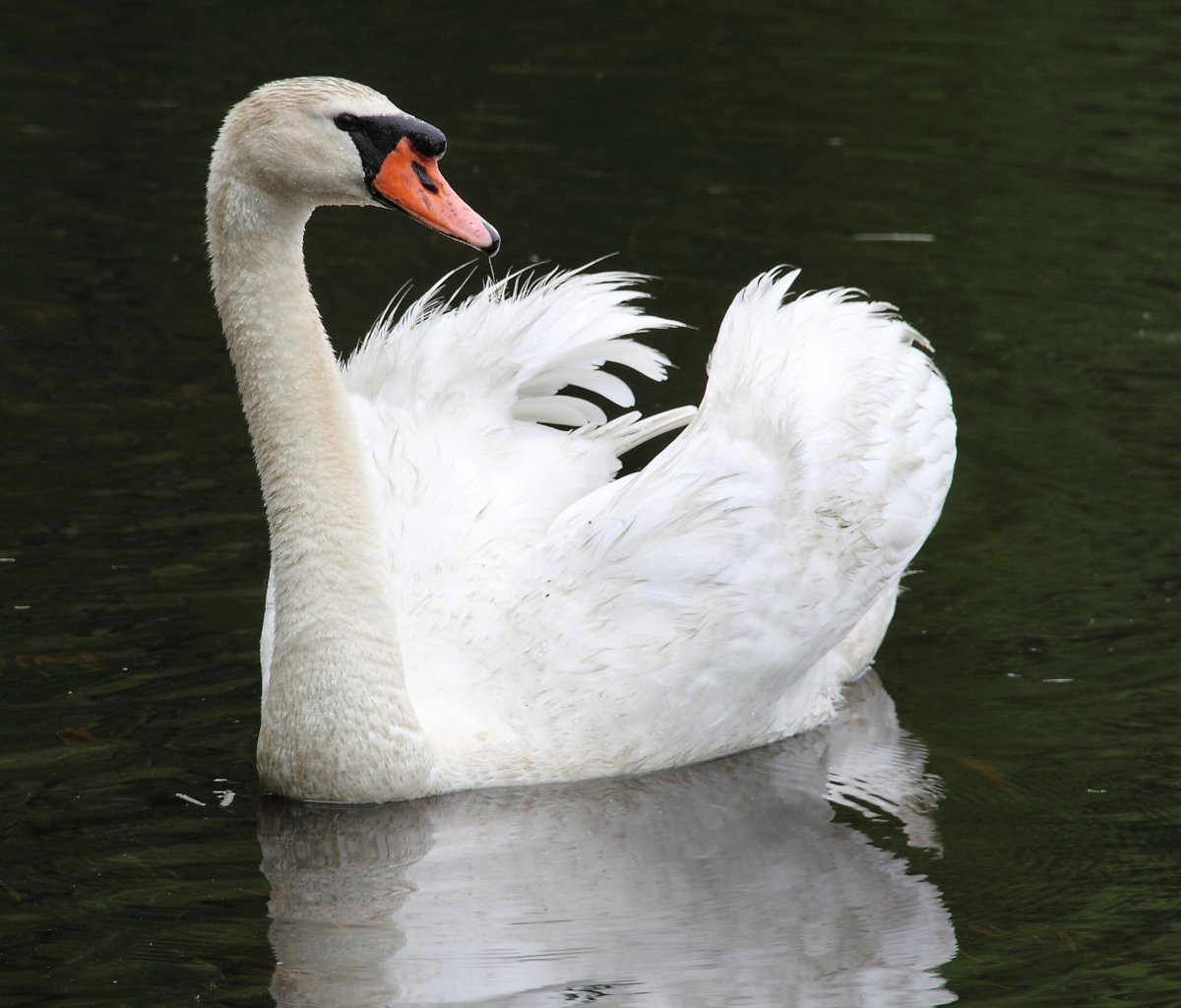Sfondi White Swan 1200x1024