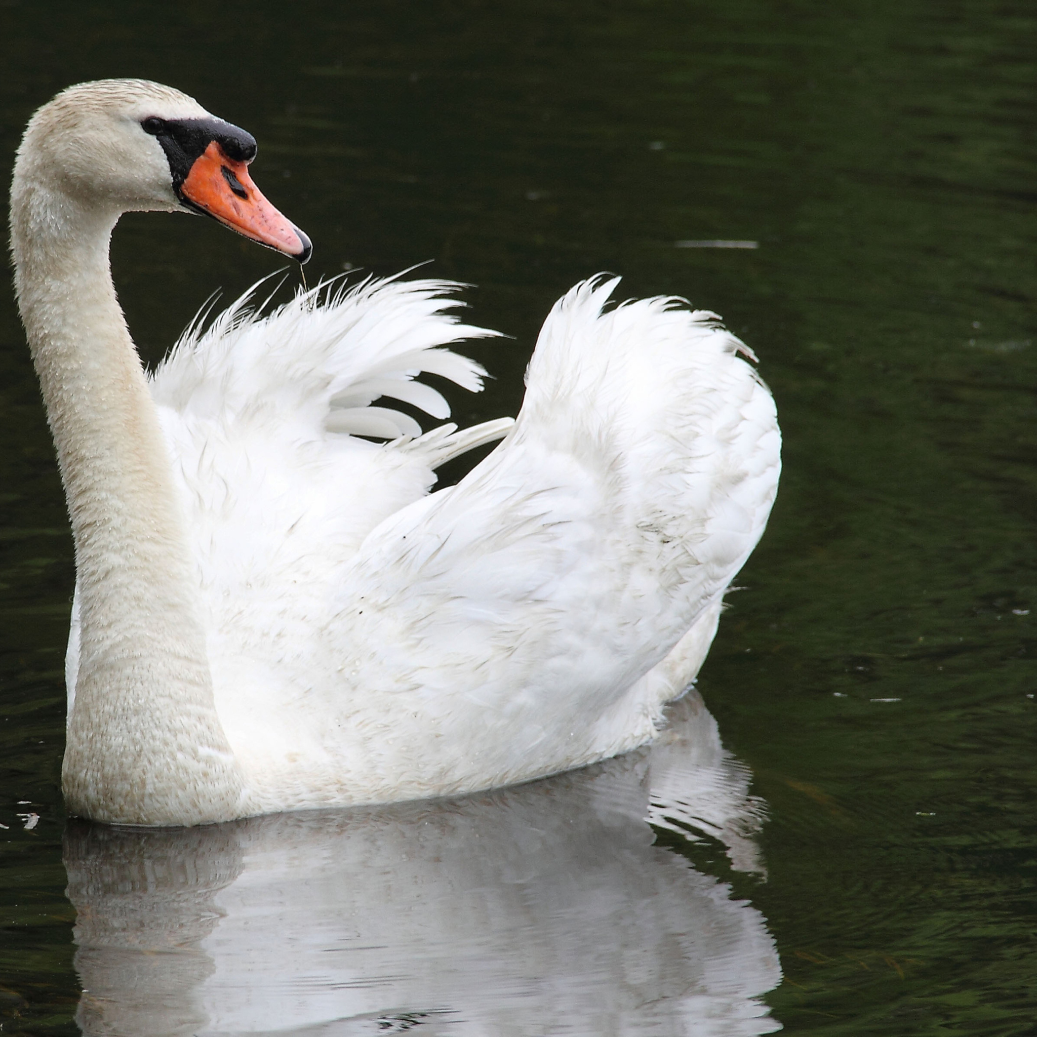 Fondo de pantalla White Swan 2048x2048