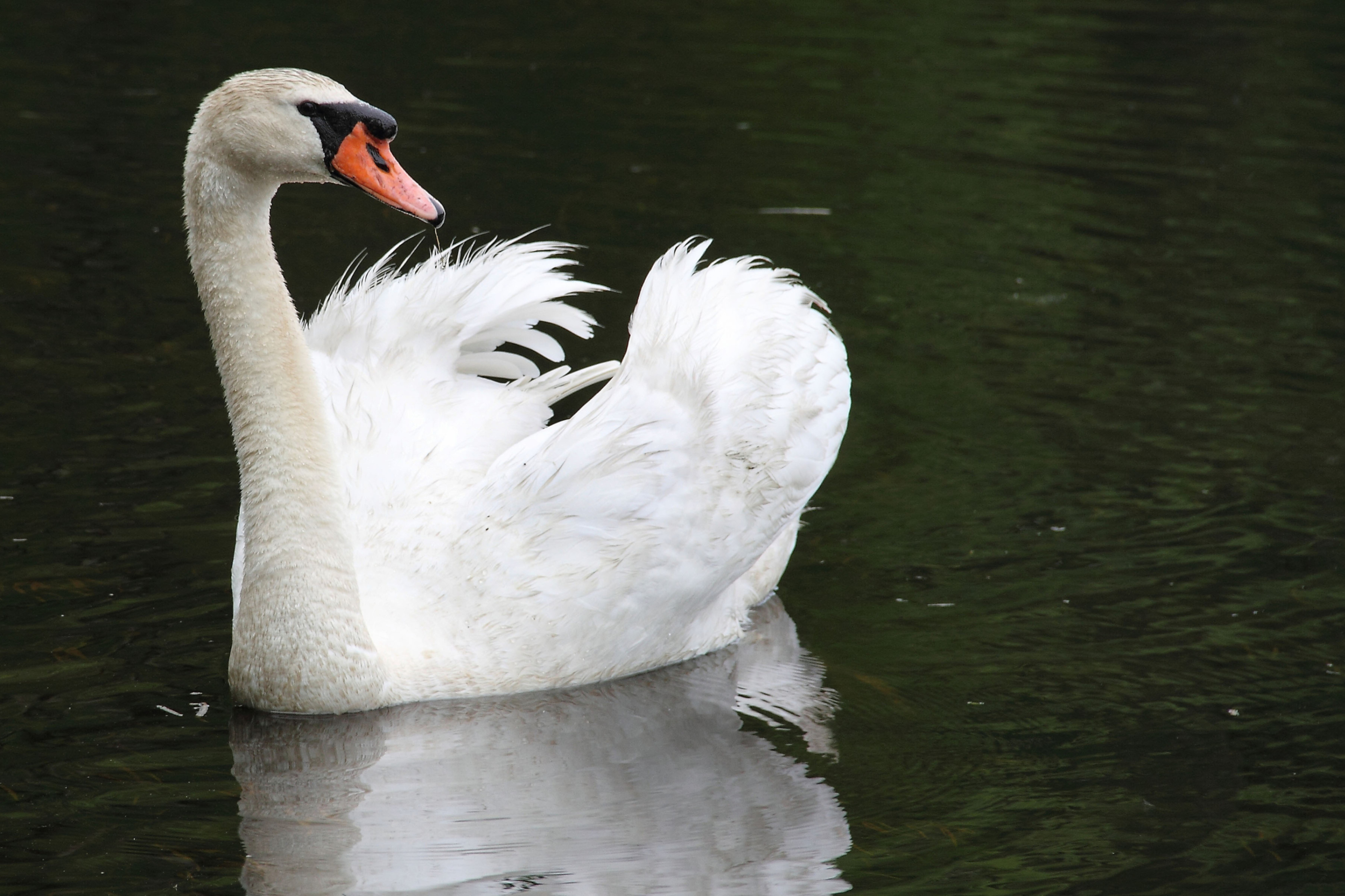 White Swan wallpaper 2880x1920