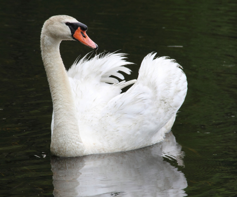 Sfondi White Swan 480x400