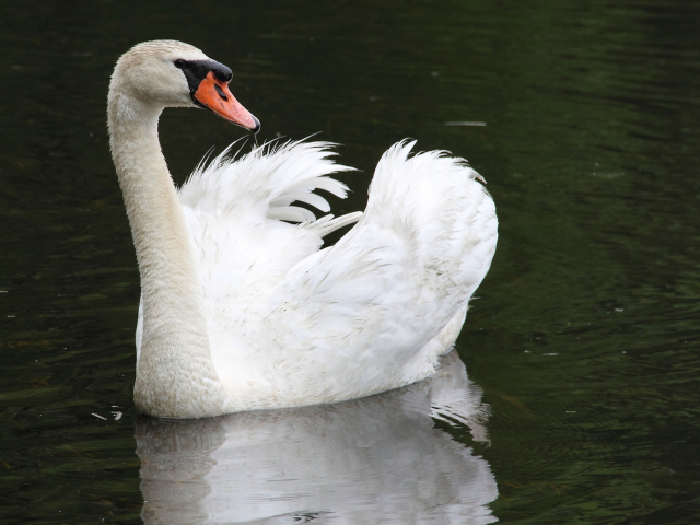 Обои White Swan 640x480
