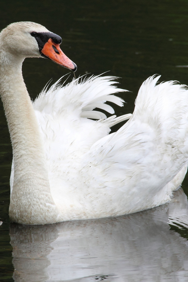 Обои White Swan 640x960