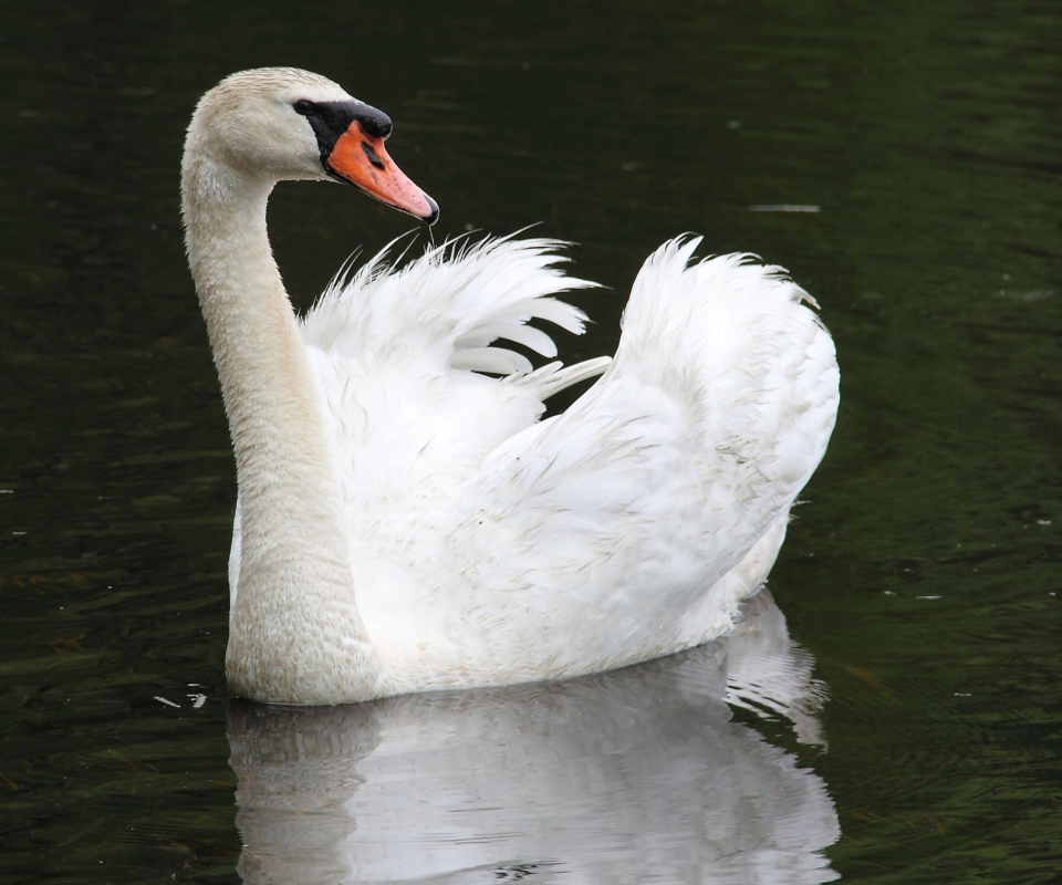 White Swan wallpaper 960x800