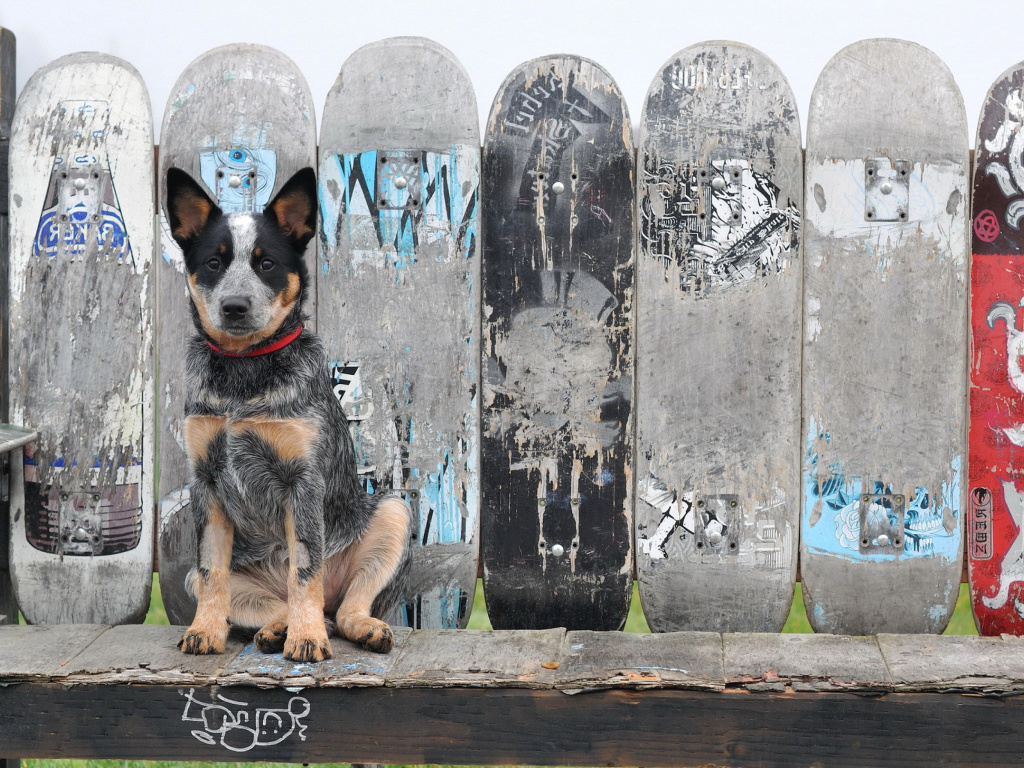 Australian Cattle Dog screenshot #1 1024x768