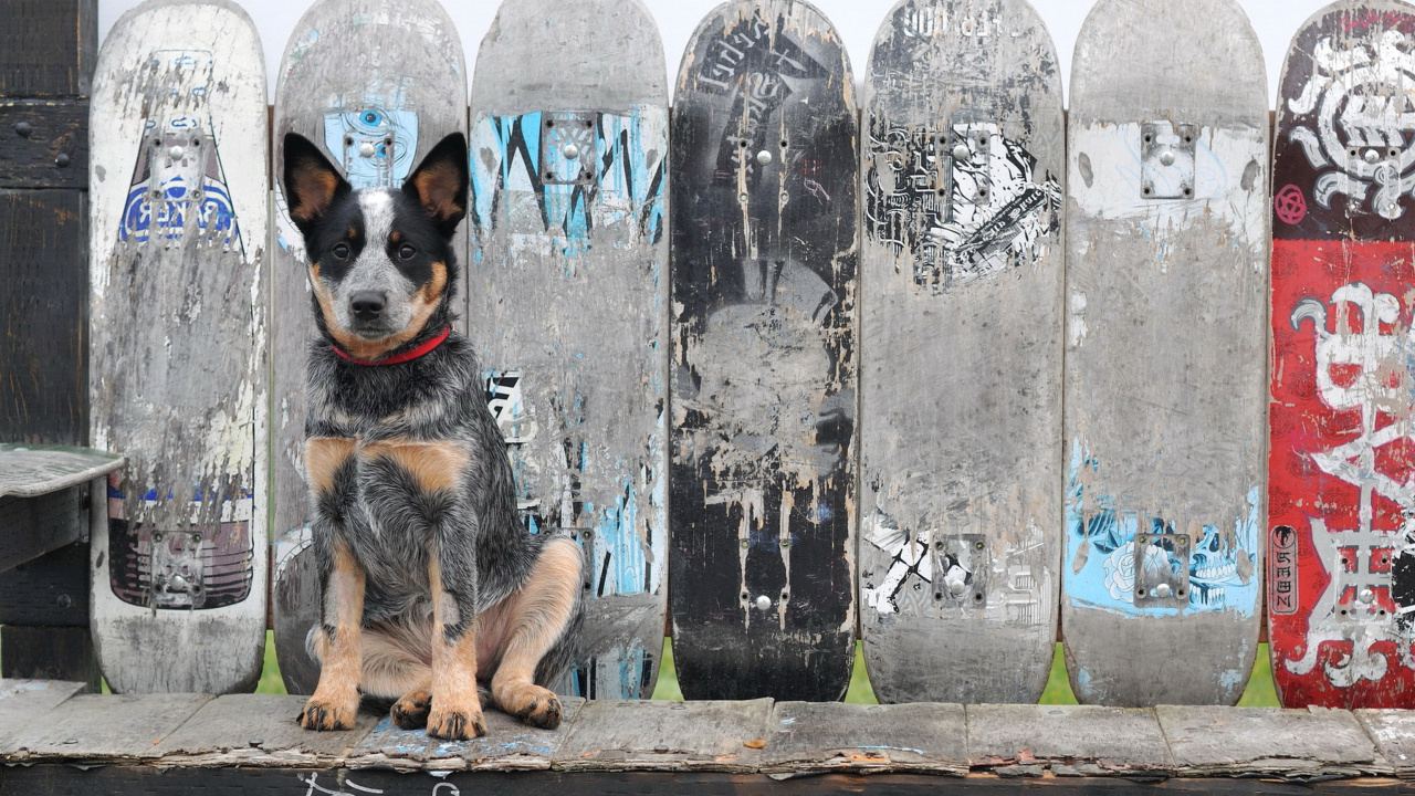 Das Australian Cattle Dog Wallpaper 1280x720