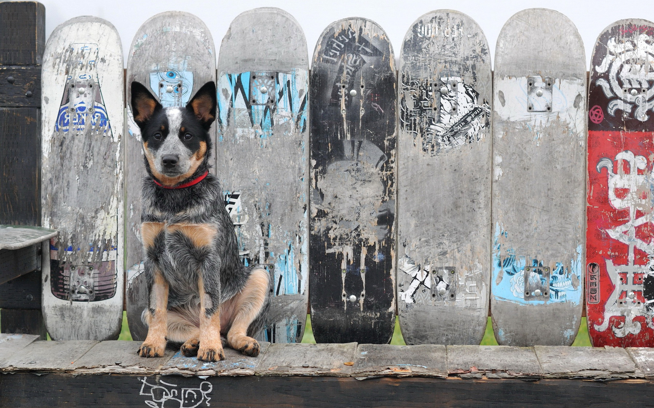 Das Australian Cattle Dog Wallpaper 2560x1600