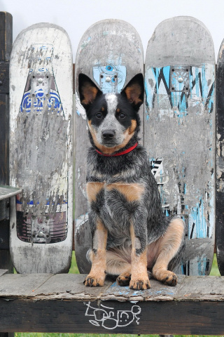 Sfondi Australian Cattle Dog 320x480