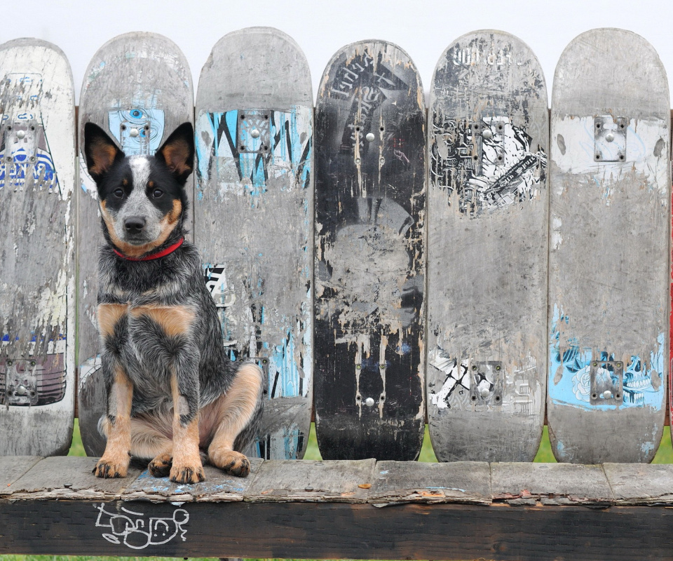 Fondo de pantalla Australian Cattle Dog 960x800