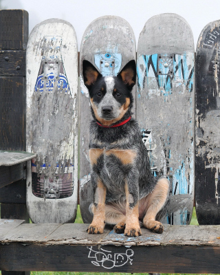 Free Australian Cattle Dog Picture for 640x1136