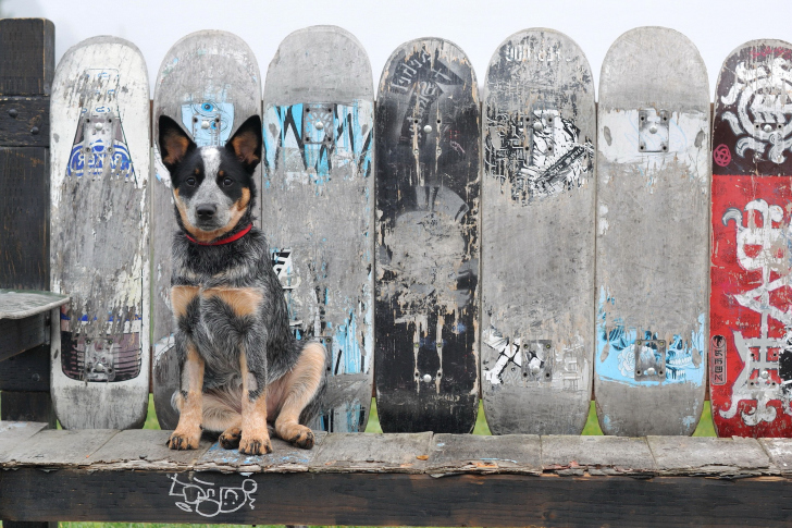 Das Australian Cattle Dog Wallpaper