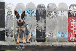 Australian Cattle Dog Background for Android, iPhone and iPad