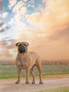 Screenshot №1 pro téma Bullmastiff 240x320