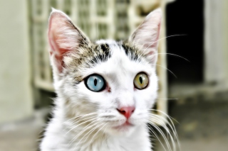 Bipolar Kitty - Obrázkek zdarma pro Samsung Google Nexus S