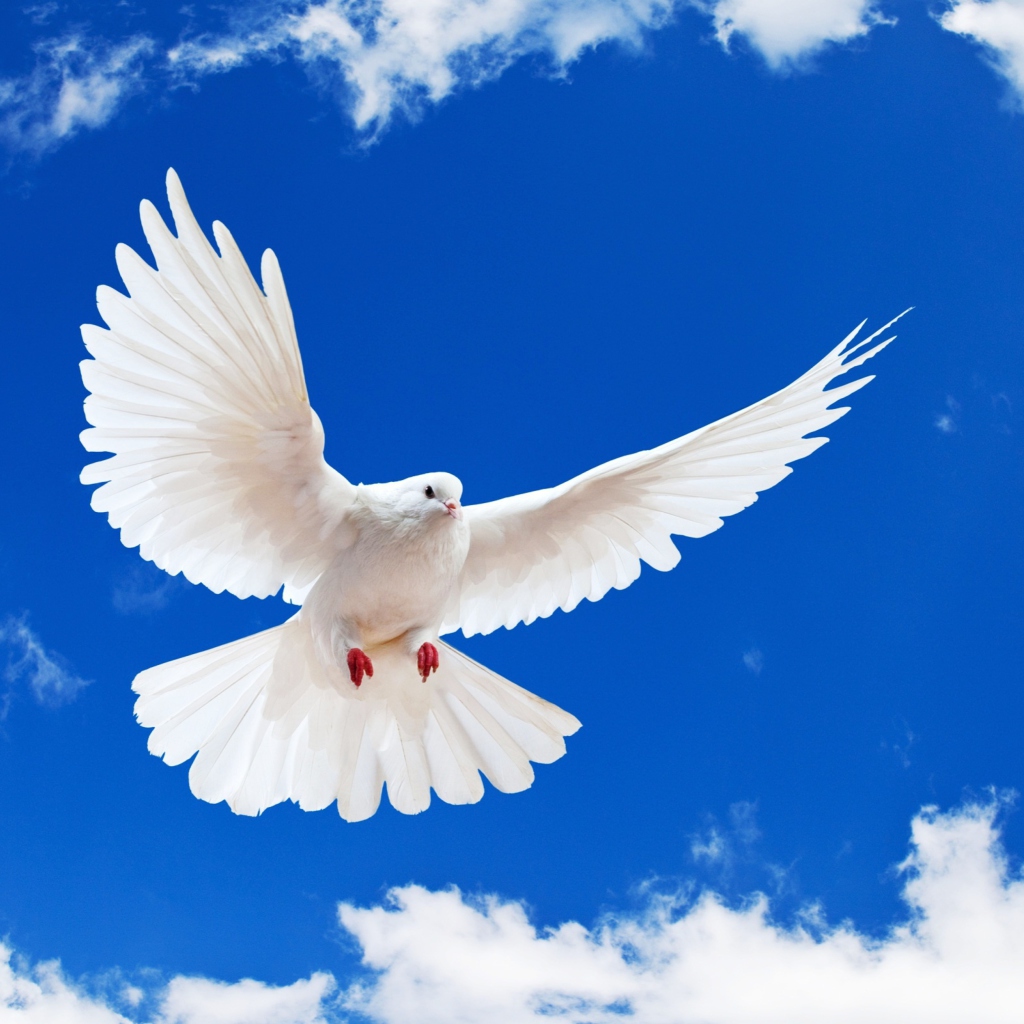 Screenshot №1 pro téma White Dove In Blue Sky 1024x1024