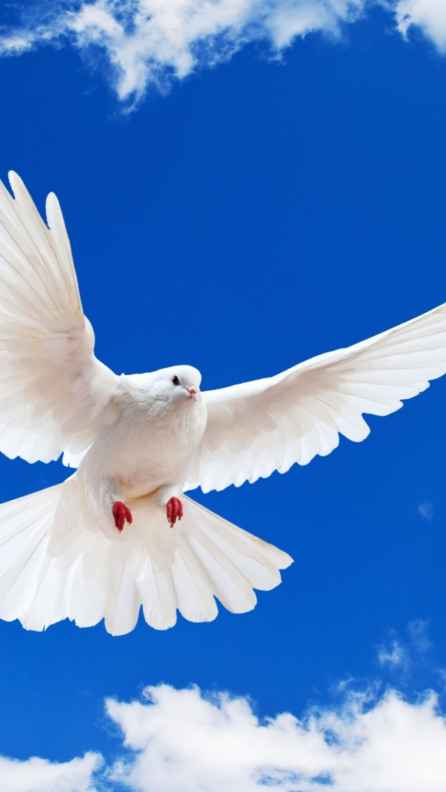 Screenshot №1 pro téma White Dove In Blue Sky 640x1136