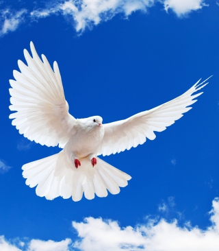 White Dove In Blue Sky - Obrázkek zdarma pro 750x1334