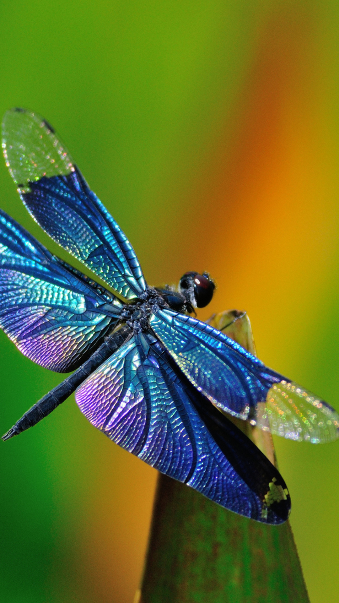 Screenshot №1 pro téma Dragonfly 1080x1920