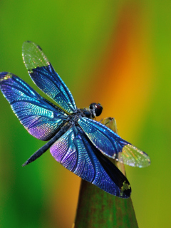 Fondo de pantalla Dragonfly 240x320