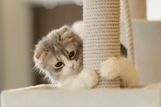 Cute Grey With White Kitten - Obrázkek zdarma pro 176x144