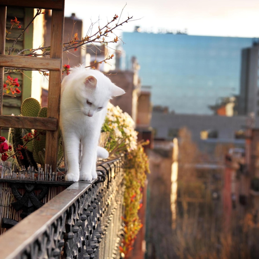 Fondo de pantalla Cat On Balcony 1024x1024