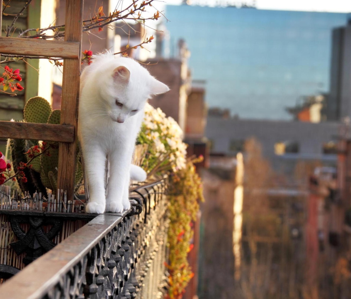 Das Cat On Balcony Wallpaper 1200x1024