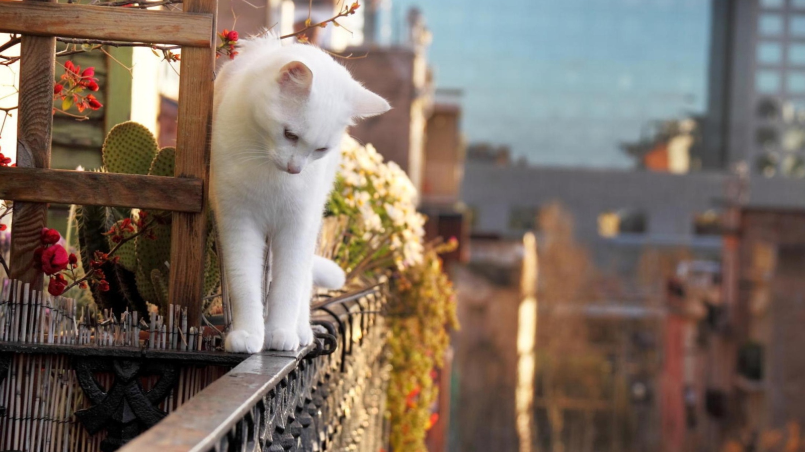 Das Cat On Balcony Wallpaper 1600x900