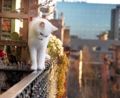 Das Cat On Balcony Wallpaper 176x144